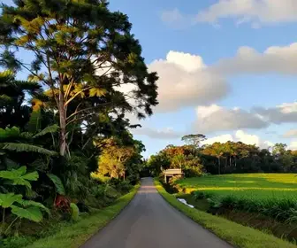Descubra a Estrada da Ilha: um Roteiro pelo Turismo Rural em Joinville - SC