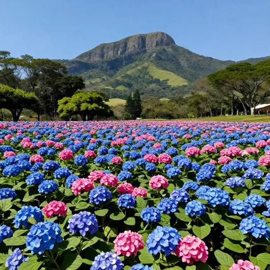 Descubra o Vale das Hortênsias Joinville
